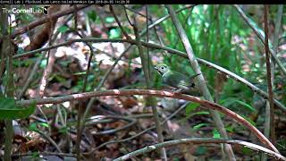 Successful Courtship Display By Alpha Male Pgvm Lance-Tailed Manakin Cam April 5, 2018