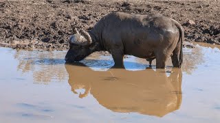 Buffalo Dagga Boy's Mud Bath at Nambiti