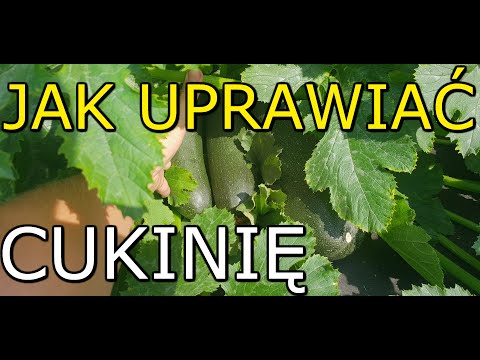 Wideo: Podlewanie Cukinii