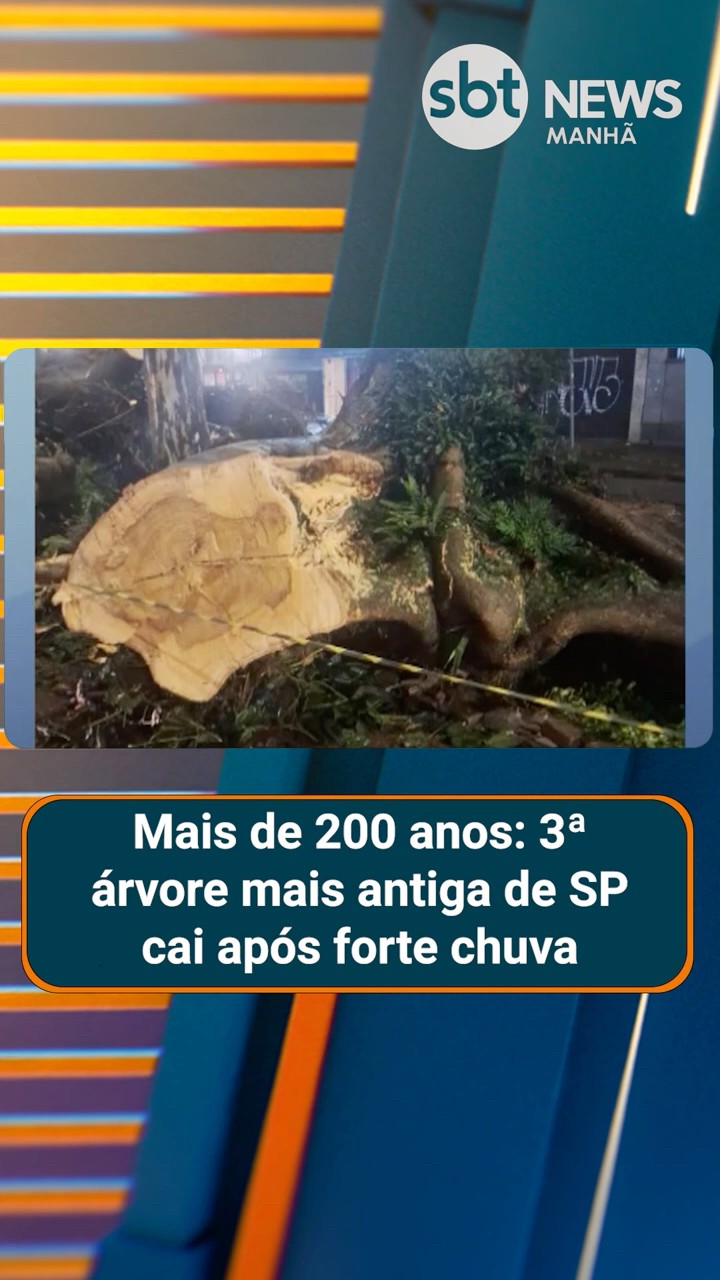 Mais de 200 anos: 3ª árvore mais antiga de SP cai após forte chuva