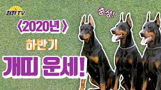 (용한점집) 2020년 개띠 하반기 운세! 짖을 준비 됐나??? [점점tv정주행하기]