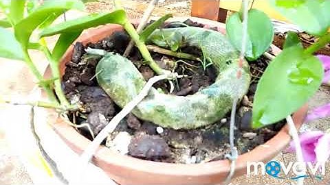 Cách pha dịch chuối +nấm trichoderma (phần 3)