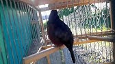 Afghan Jal Lark Youtube