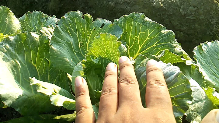 Beautiful Chinese Cabbage Farm and Harvest in Bangladesh - Japan Agriculture Technology