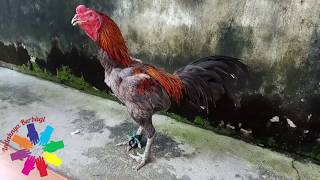 Perbedaan ayam bangkok lokal dan ayam bangkok ori f1. 