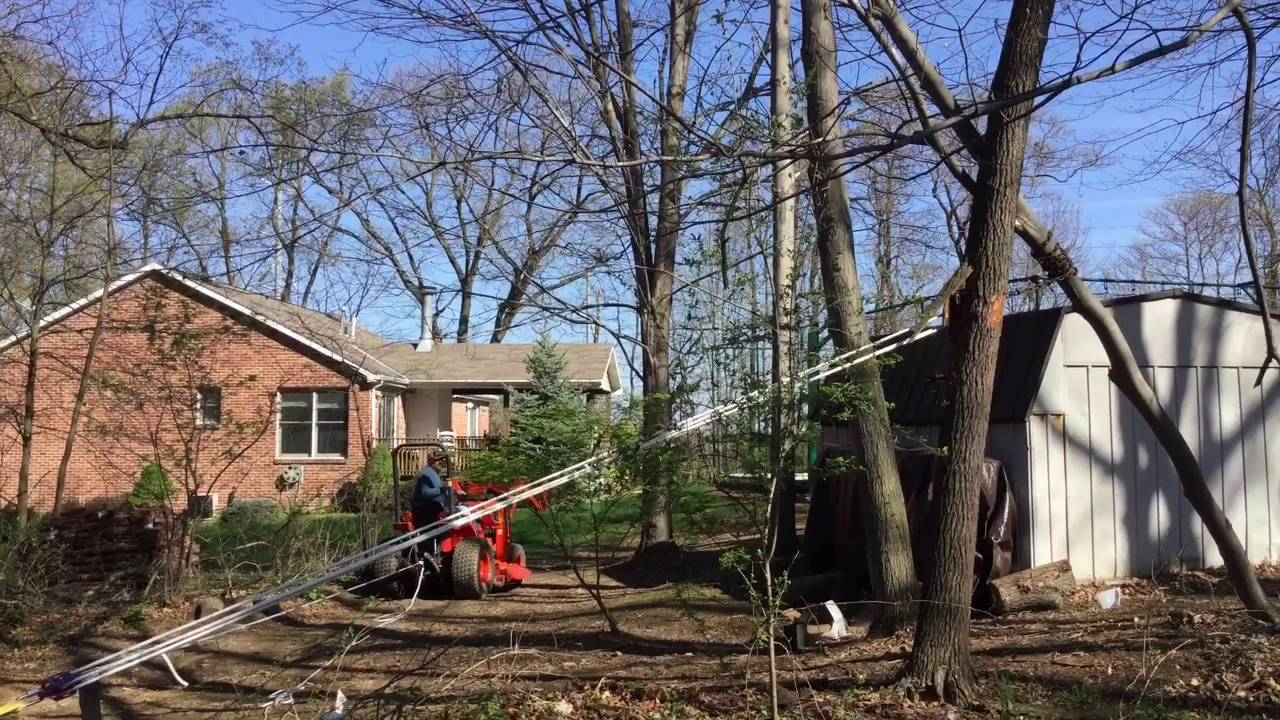 Uprooting a small tree using a 5 to 1 pulley system 