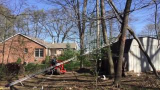 Uprooting a small tree using a 5 to 1 pulley system by YankeeDiver 14,596 views 7 years ago 2 minutes, 5 seconds