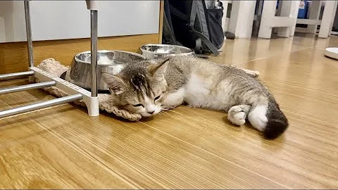 Watch the video about Sleepy cute munchkin kitten #catlover #cat #cute