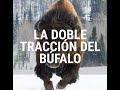 Una palabra de Fe y Esperanza - LA DOBLE TRACCIÓN DEL BÚFALO