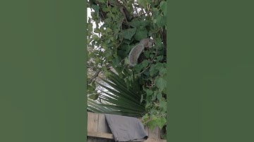 Epic Acrobatic Squirrel Jump: A Must-See!#shorts
