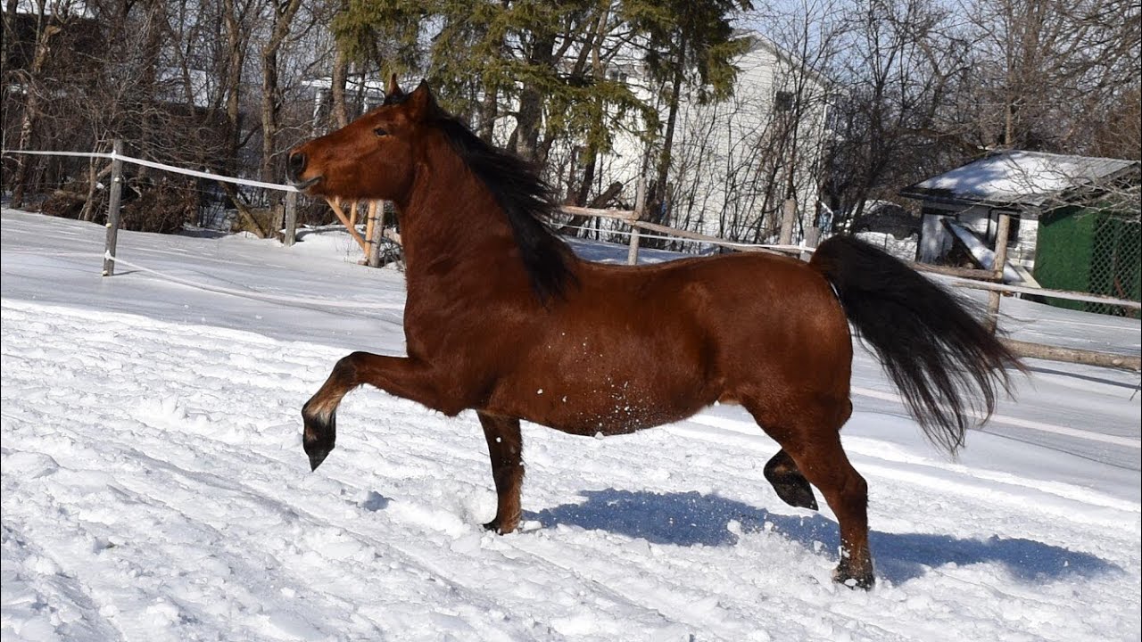 dressage arena Winter Fun - Horseback Riding with Canadian Horse