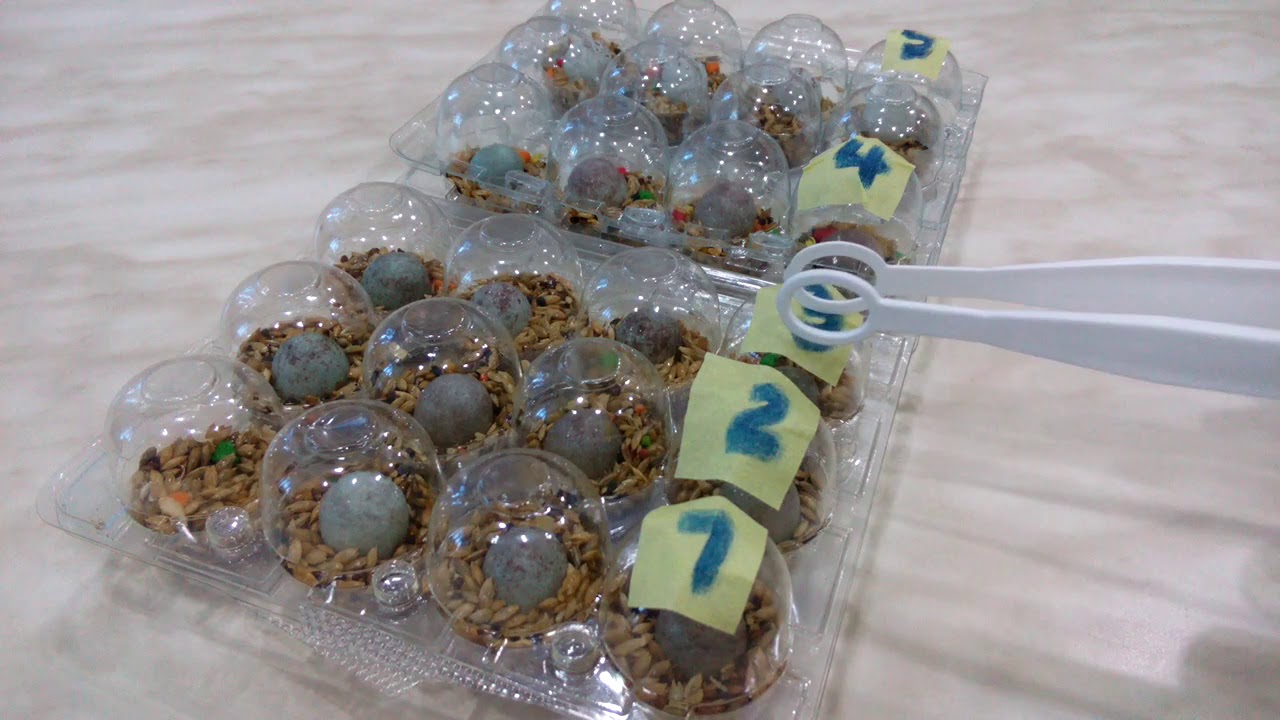 ماهي أقصى مدة للإحتفاظ بالبيض!!؟ مع بعض النصائح