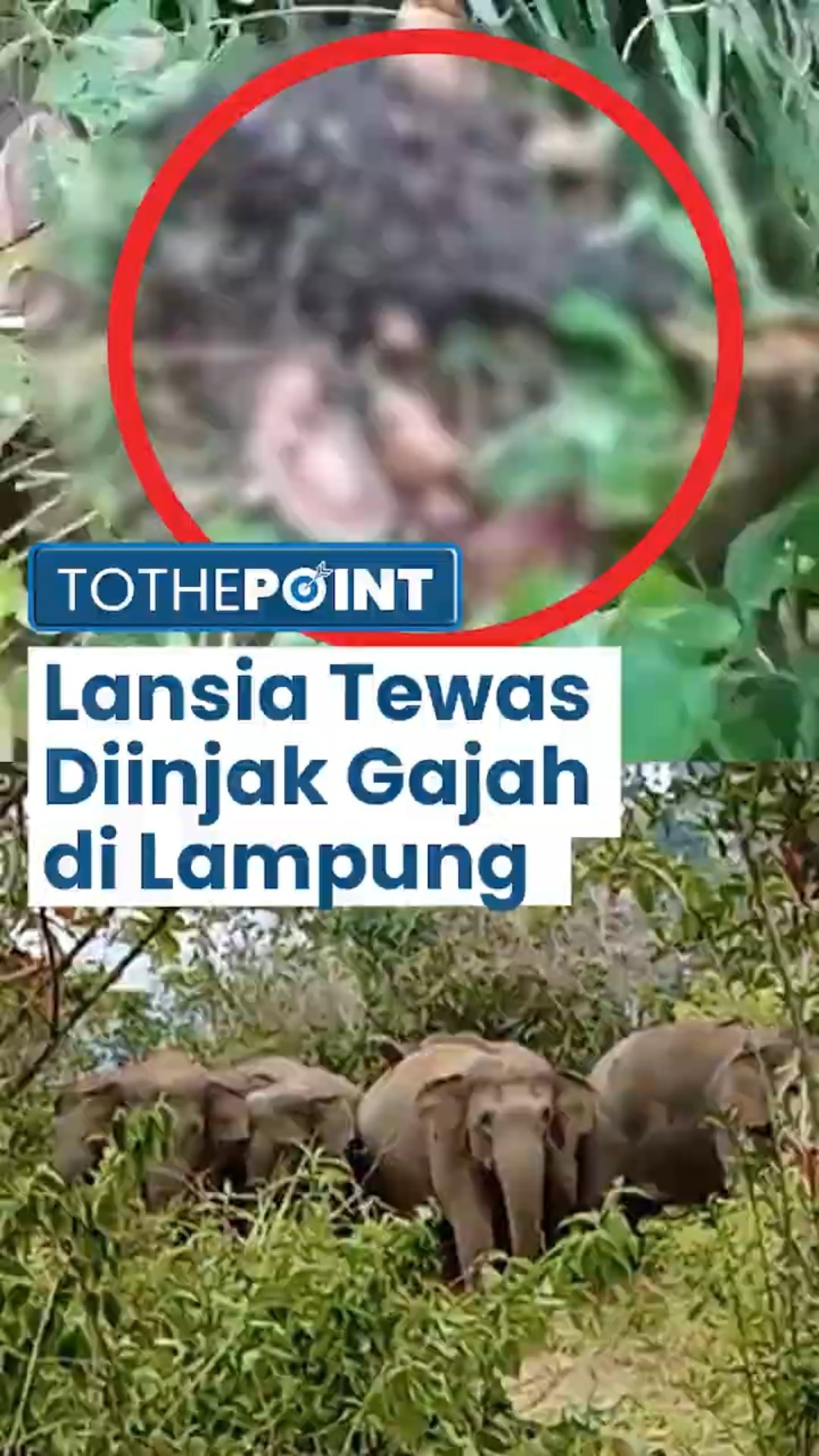Seorang Lansia di Tanggamus Lampung Tewas Mengenaskan seusai Diinjak Gajah Liar yang Mengamuk