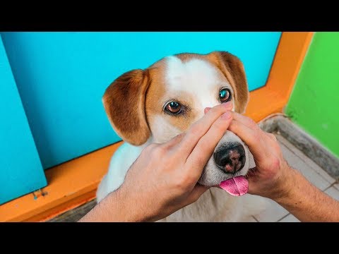 Video: ¿Es tu perro un genio?