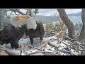 Big Bear Eagles~Shadow & Jackie RENEW Their Bond 💕 Beak Kisses, Chortles & Nesting Behavior! 3.19.20