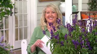 Girl Next Door 4pc Salvia Evolution Violet Live Plants on QVC