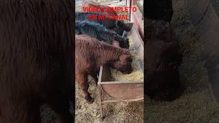 ¡¡ENGORDANDO LOS BECERRITOS ANGUS!!