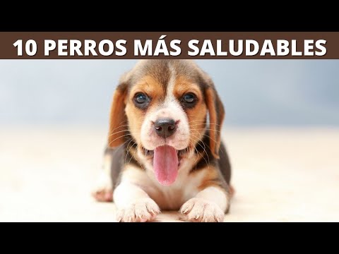 Video: 8 de las razas de perros más saludables