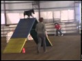 Doberman agility Jazmin 4-22-11