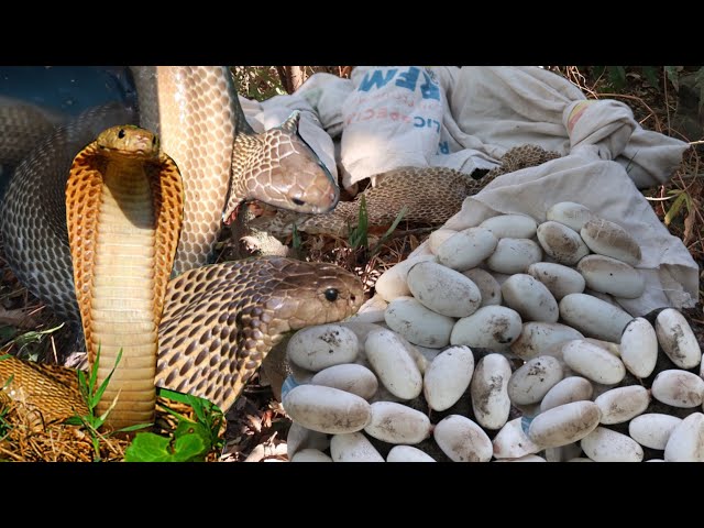 Tatlong matatabang cobra ang nahuli at sandamakmak itlog ng cobra ang nahanap sa lumang bahay nila class=