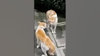 Berisik woy...!!! #videoshort