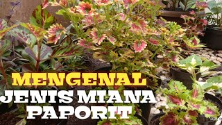 #tanamanhias#miana# Mengenali jenis jenis miana koleksi 2021