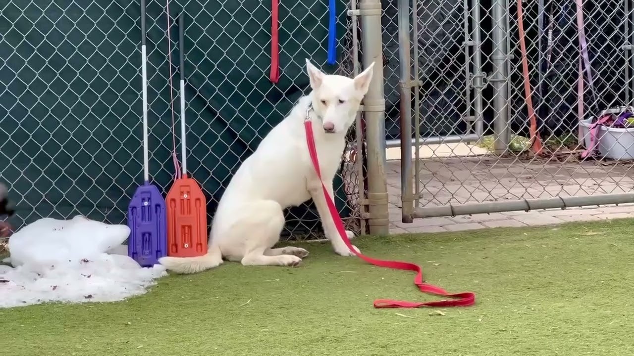 Meet Phlox a Mixed Breed, Large (over 44 lbs fully grown) currently available for adoption! 2/25/202