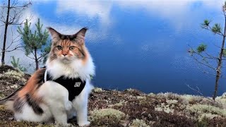 Maine Coon Cat: Visited 4 Lakes in 4 hours. by The Explorer Cat 5,211 views 3 years ago 2 minutes, 52 seconds