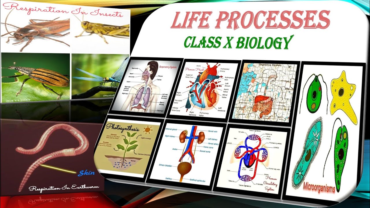 Джин Biology. Life Biology. Память биология 9 класс. Картинка Biology для печати. Life processes