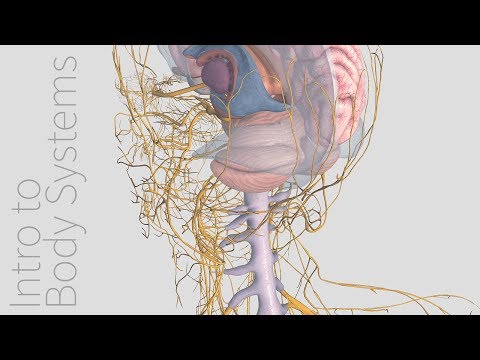 Introduction to the Nervous System - Animated Tutorial | Complete Anatomy