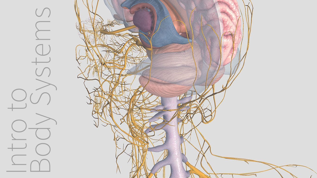 Introduction to the Nervous System - Animated Tutorial | Complete Anatomy - YouTube