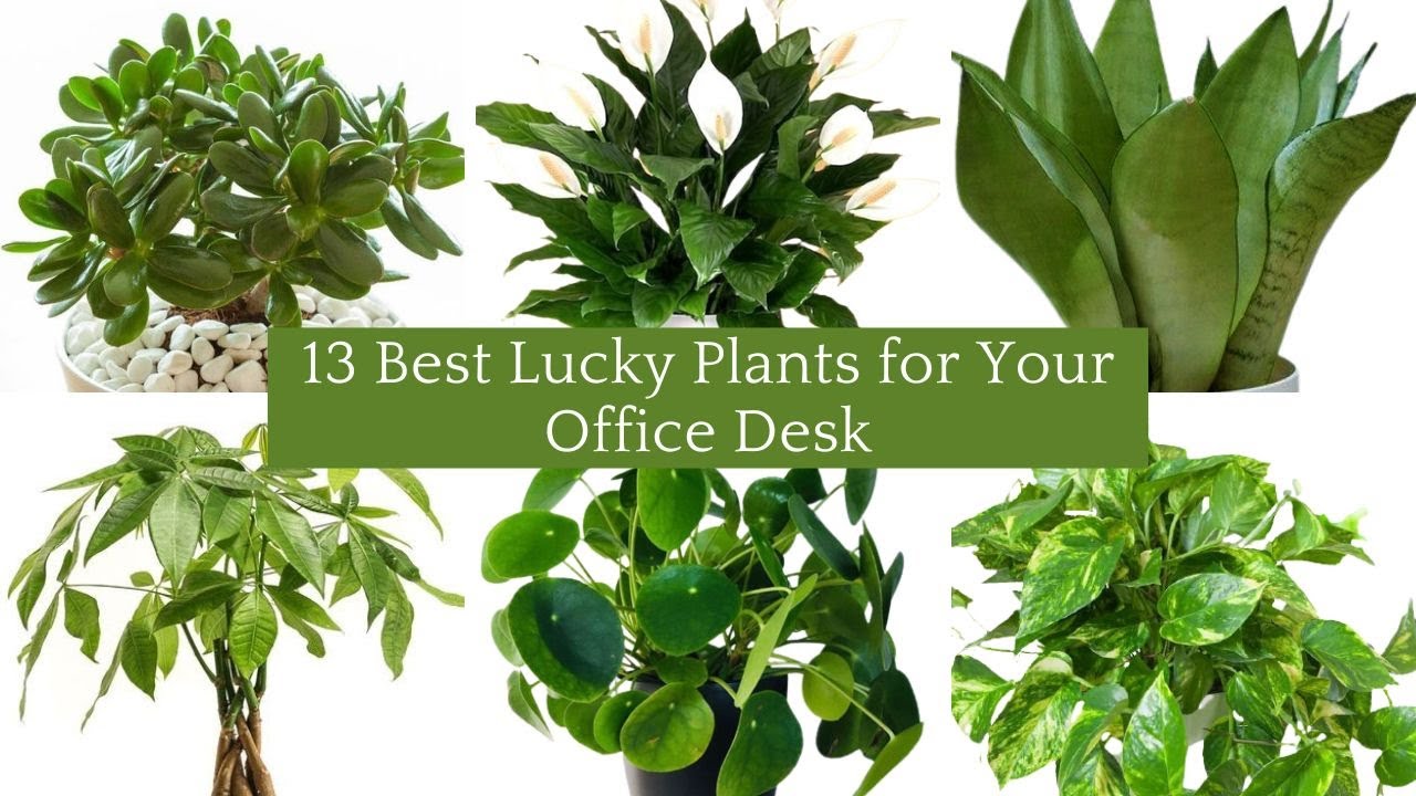 13 Best Lucky Plants for Your Office Desk | Feng Shui Plants For Office&  Business Success|Good Luck - YouTube