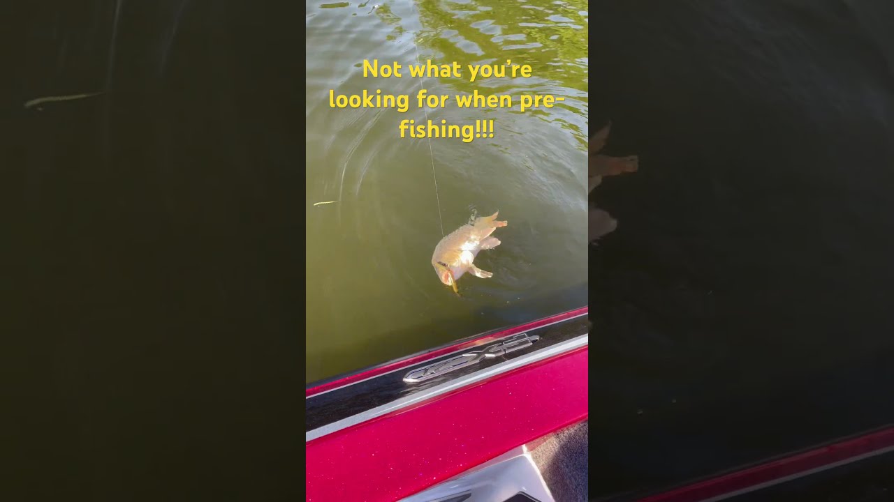 Giant Smallmouths Well Almost 