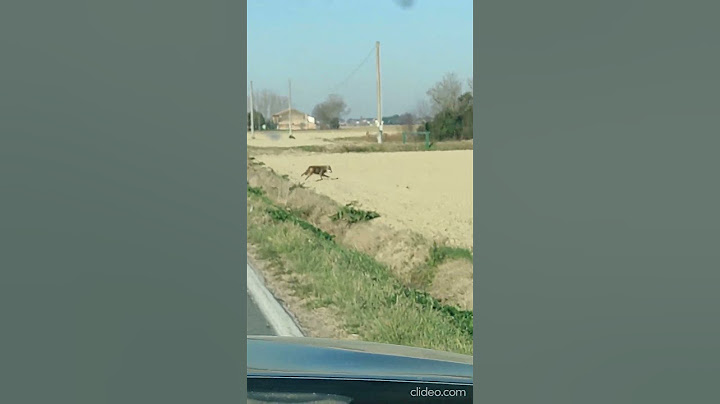 Lupo avvistato sul ciglio della strada a Villanova di Ravenna