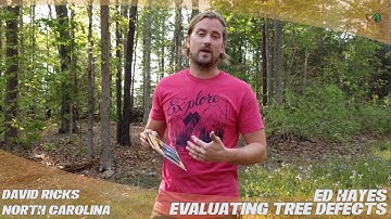 Evaluating Tree Defects - TreeStuff.com Customer David Ricks