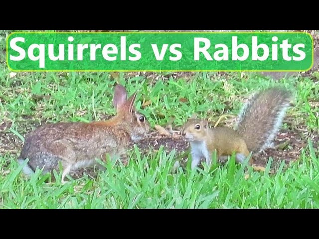 Rabbits can SWIM?! Florida's WEIRDEST Rabbit Species! 