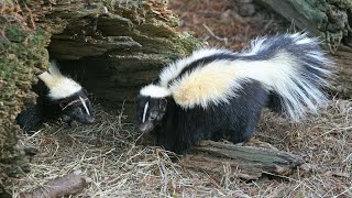Dealing with Skunks