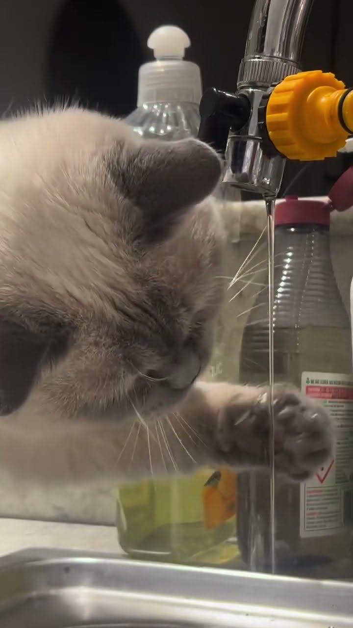 Funny cat