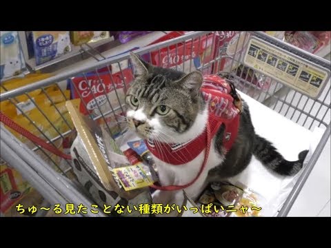猫と一緒にお買い物 リキちゃんの好みのカリカリを求めペットショップへ 猫とお出かけ リキちゃんねる 猫動画 Cat Video キジトラ猫との暮らし Youtube 猫と一緒にお買い物 リキちゃんの好みのカリカリを求めペットショップへ 猫とお出かけ リキちゃんねる 猫動画 Cat Video キジトラ猫との暮らし Youtube