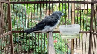 Suara Burung Kekep Babi Memanggil 
