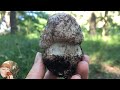 МУХОМОР СЕРО-РОЗОВЫЙ (МАРЕМУХА): от сбора до приготовления. Amanita rubescens