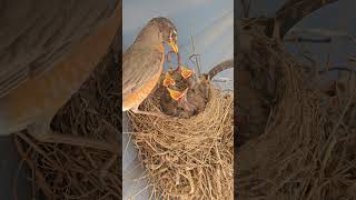 American Robin Hatching And Raising