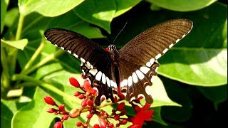 10 Most Beautiful Butterflies of the World 4k nature video