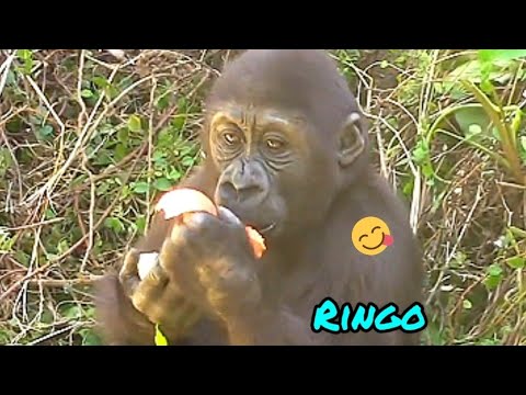Ringo enjoy the food💗🤣😆💦|D'jeeco Family|Gorilla|Taipei zoo