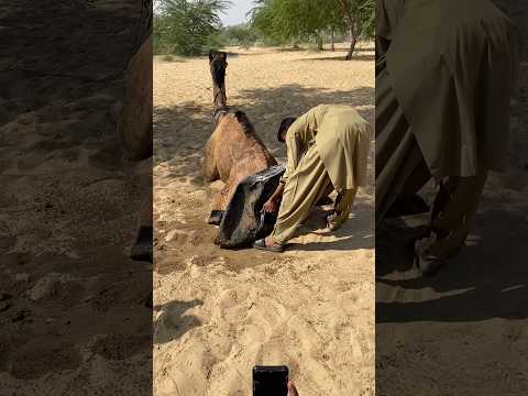 موقف مضحك في الصحراء الجمل عالق فوق حوض الماء والرجل يحاول إنقاذه