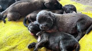 Very good baby dogs and smart #animals #cute #funny #plays #video #longs