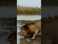 Crocodile Almost Ate the Lion 😳🐊🦁 #shortsfeed #wildlife #safari #africansafari