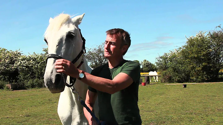 Meet The Horses - Carla