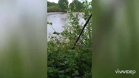 Thuốc cá vuông Cà Mau