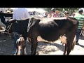 Comprando patos gansos y visitando la zona de las vacas en tiangue de San Rafael Cedros.